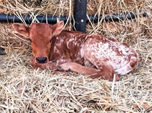 Rebellious Bull Calf