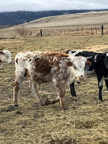 Range Finder X Tibbs Hold My Breath 24 Bull