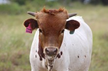 2025 Thunderstruck Bull