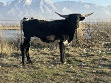 Marshmallow heifer 24