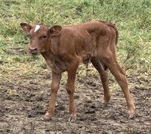 HVH Willy’s - Heifer