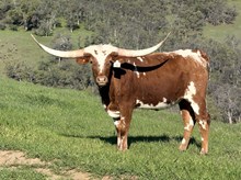 SLL TEXACO’S RUBY
