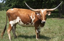 Rustic Dixie