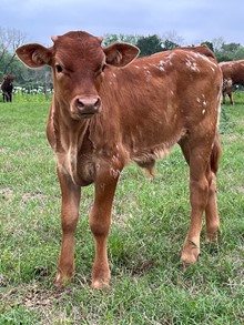 Bull CALF BCR VICTORIA X TURBO CHEX 302