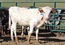 2020 Bull (Jitterbug)