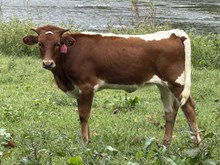 2026 Heifer (Loomy)