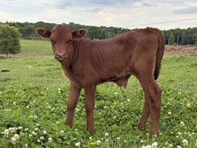 Rural girl bull