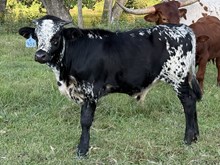 2026 Bull (Rawhide's Sadie)