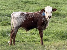 2026 Bull (Double Dottie)