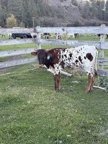 Reckon So X Hot Rosetta 25 Bull