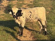2026 Bull (Coyote Cora)