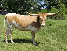 LC Calamity Jane