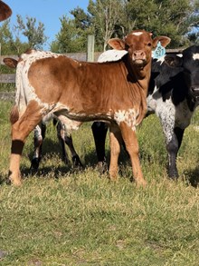 Reckon So X Top Scotch 26 Bull