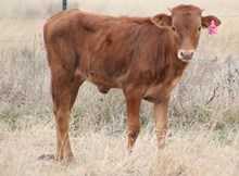 2016 Super Red Hot Heifer