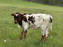 HTF Calico Ola