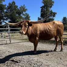 DS Brassy Mocha Beauty