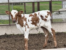 tempting heifer