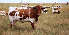ALMENDRA GAIL 756