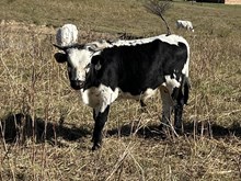 Regal Red x Tango bull