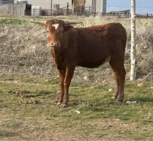 Caydence heifer 25