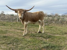 Queen Heifer 24