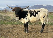Golden Sunrise heifer 24