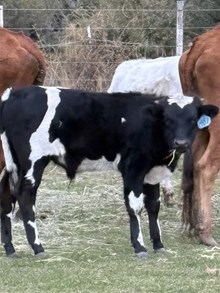 Horn Wine X Iron Boomerang 25 Bull