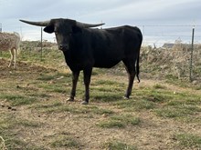 Bandit Queen Heifer 24