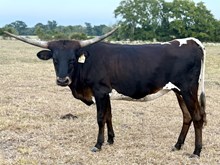 Girlfriend Heifer