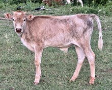 Bull - Tuff Kitty