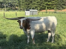 Penny heifer 6/23