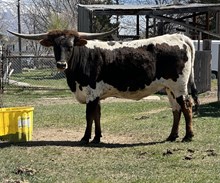 JHCC Daisy Duke