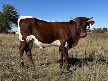 Cut Baloo x Tango heifer