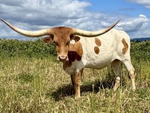 A&S Cash Cow