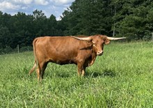 Horseshoe J Reba