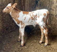 RJF Tuff Penny Bull
