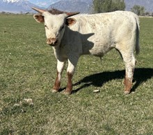 Jaynie bull 25