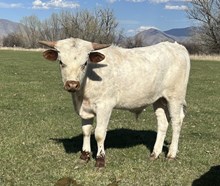 Dragon View bull 25