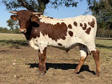 DCT - JH RURAL SAFARI SON x DH ROWDYS MELODY (26B)