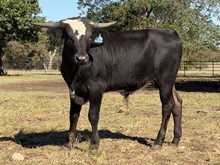 DCT - JH RURAL SAFARI SON x GAMBLIN KATE BCB - 25B
