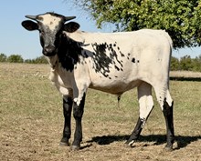 DCT - JH RURAL SAFARI SON x VIVIANA BCB - 2026 B