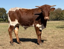 DCT - JH RURAL SAFARI SON x CR 20 GRAND - 2026 B