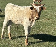 Milkshake Bull 25