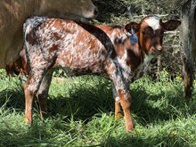 2026 Bull (Morning Glory)