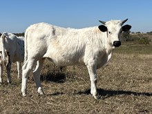 Baby Doll x Tango bull II