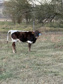 Reckon So X Twist Again 25 Bull