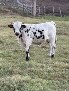 Mr. Blue X Clan Lady 25 Bull