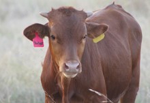 2023 Lucky Starlight Bull