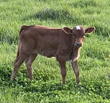 DAH Heifer calf