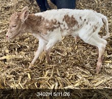 BR CRACKER  JACK X RIVERFORKS JAZZY CAT HEIFER
